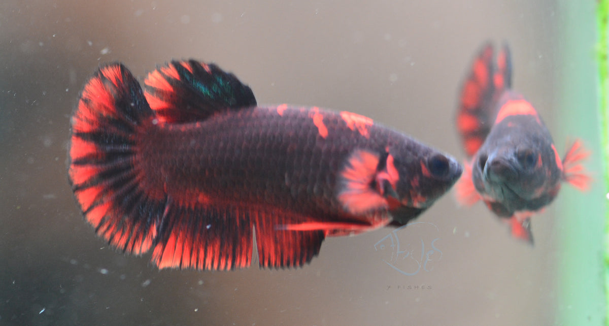 Black Base Hellboy HMPK Female