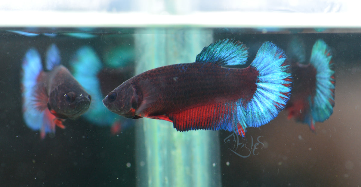 Black Base Hellboy HMPK Female