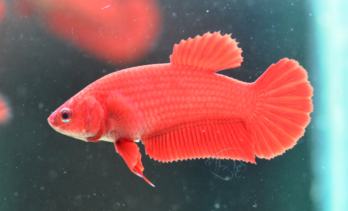 Super Red HMPK Female