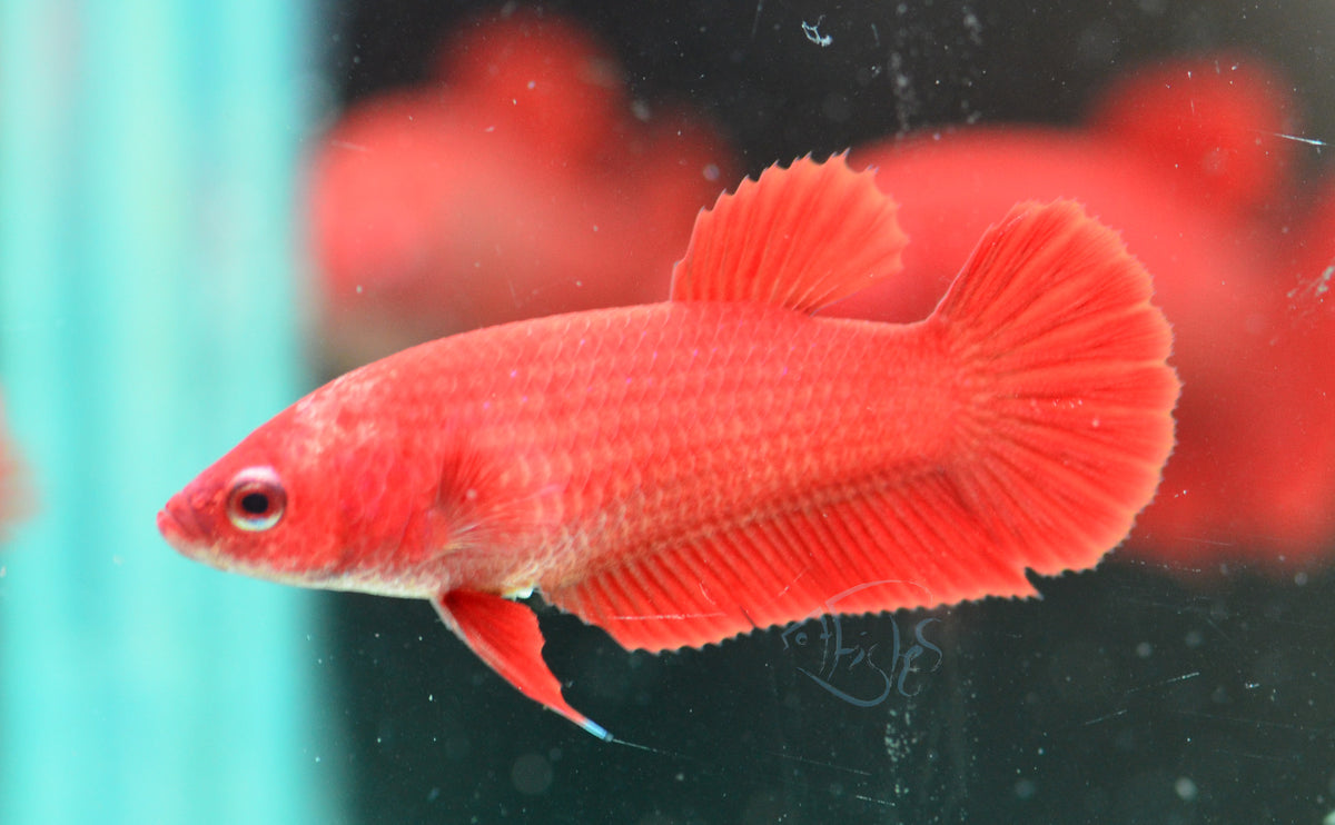 Super Red HMPK Female