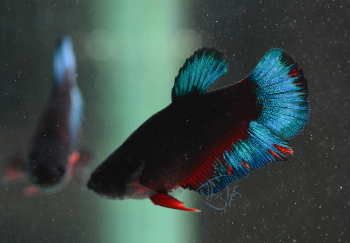 Black Base Hellboy HMPK Female