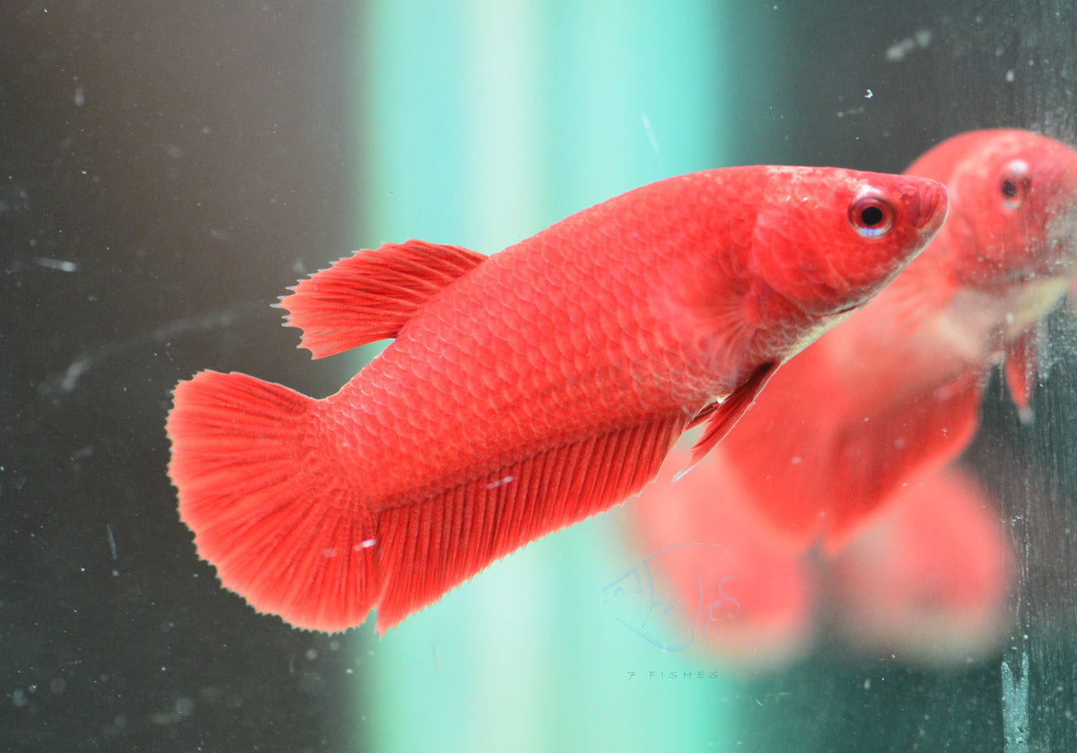 Super Red HMPK Female