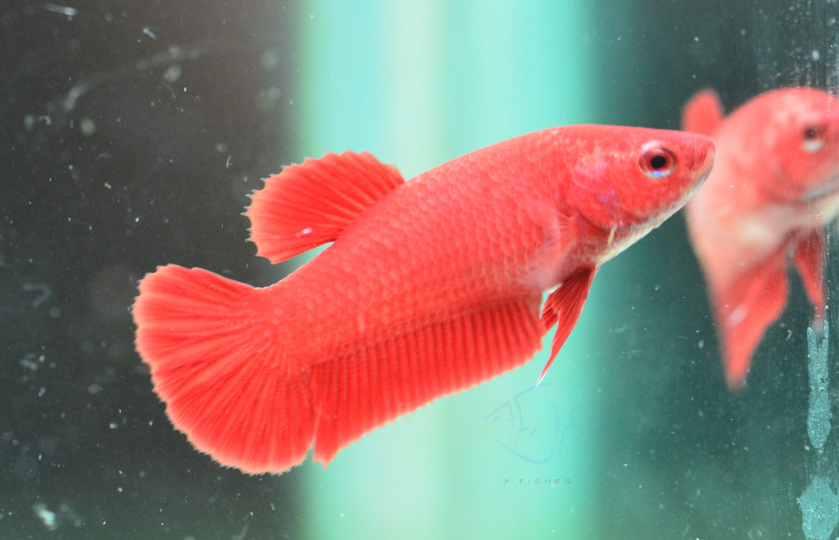 Super Red HMPK Female