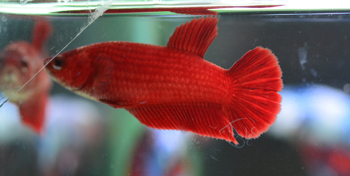 Super Red HMPK Female