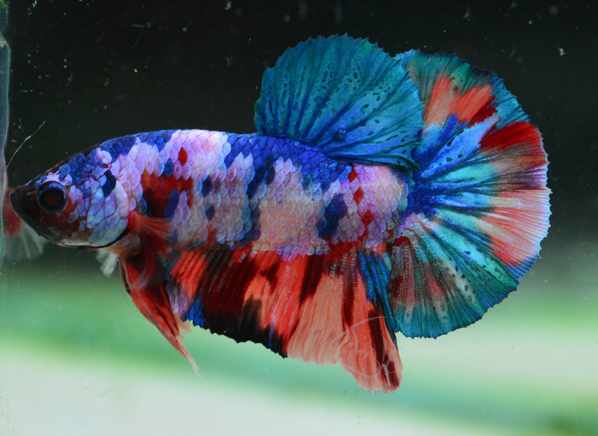 Candy HMPK Male