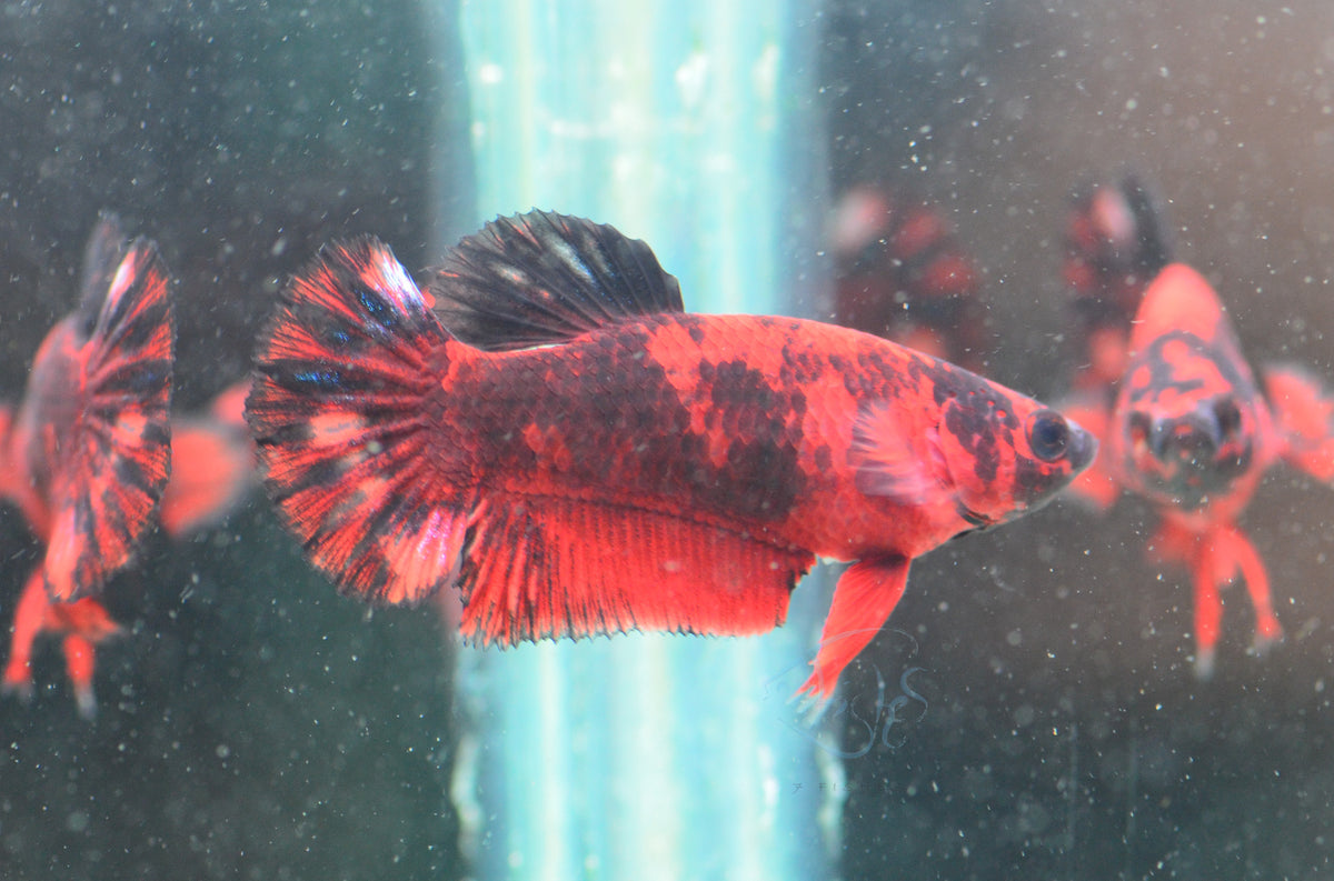 Black Base Hellboy HMPK Female