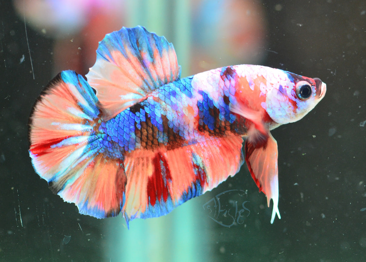 Candy HMPK Male