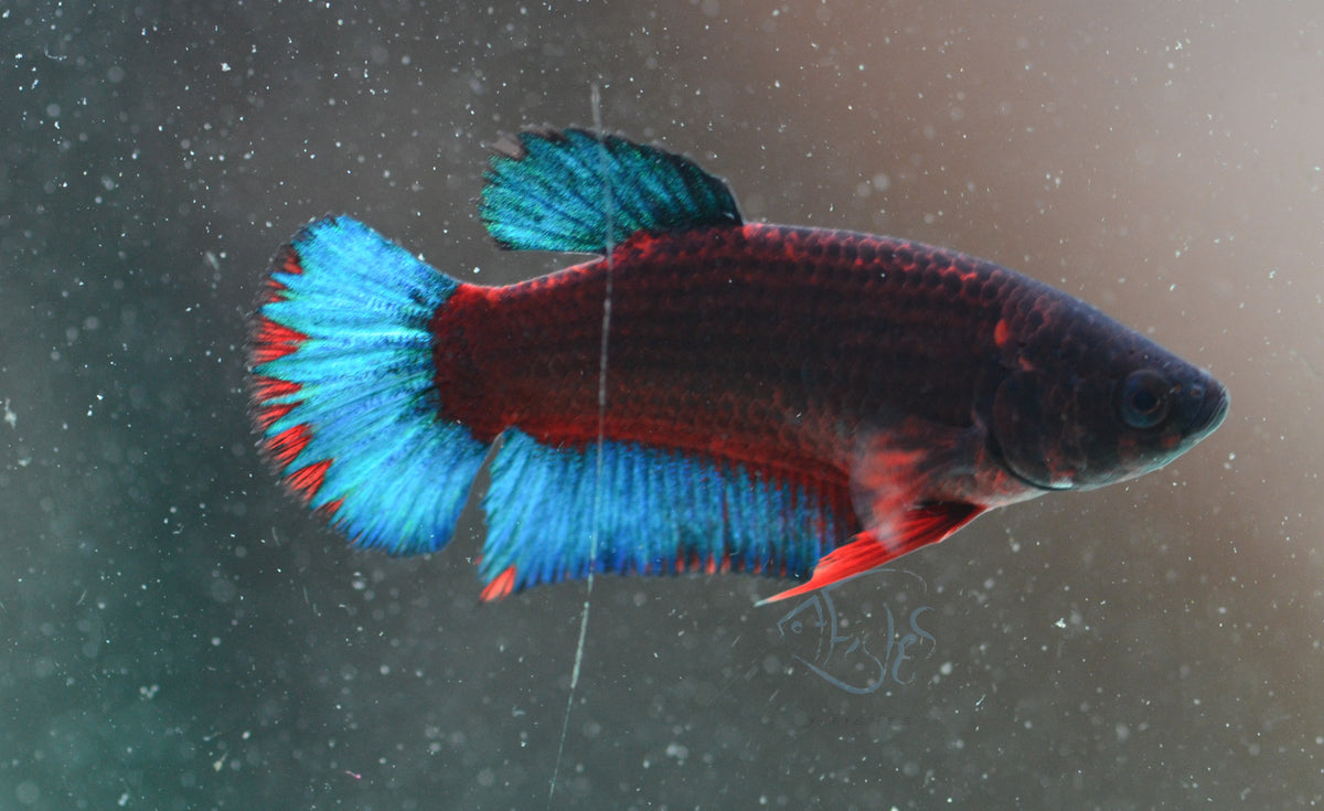 Black Base Hellboy HMPK Female