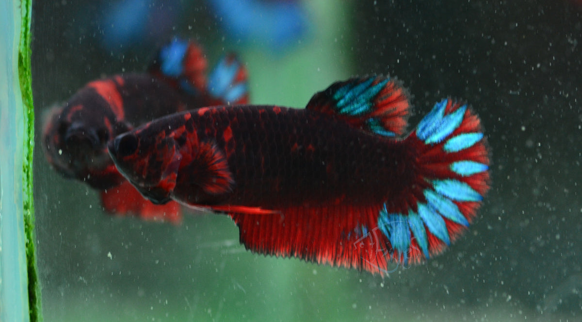 Black Base Hellboy HMPK Female