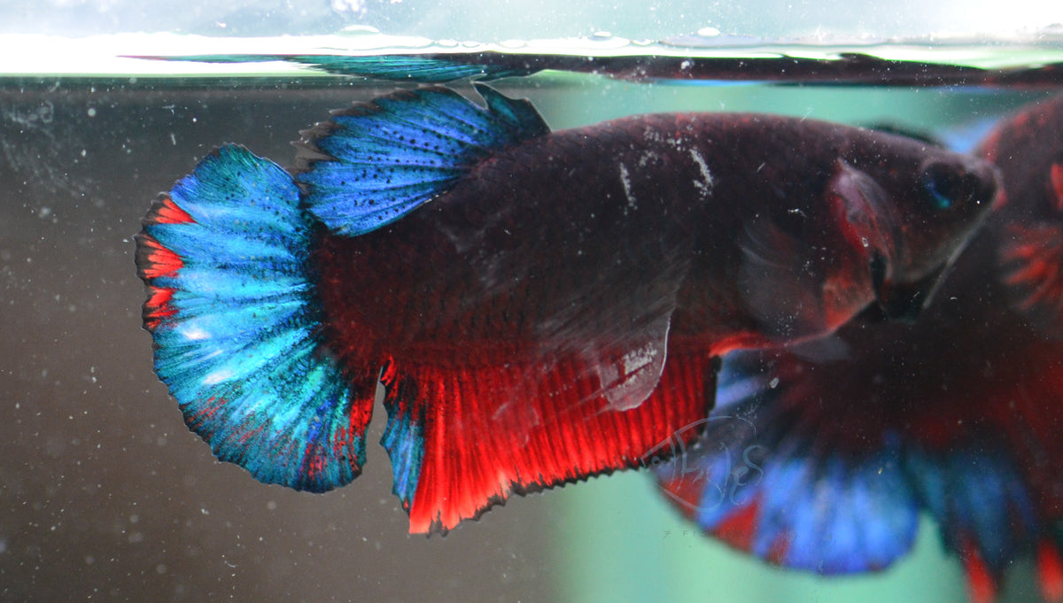 Black Base Hellboy HMPK Female