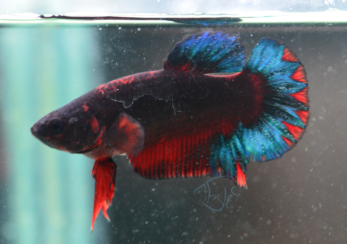 Black Base Hellboy HMPK Female