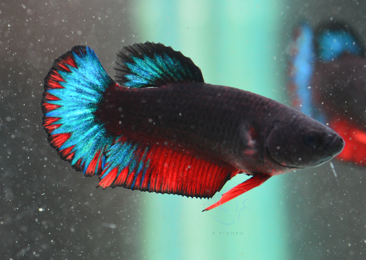 Black Base Hellboy HMPK Female