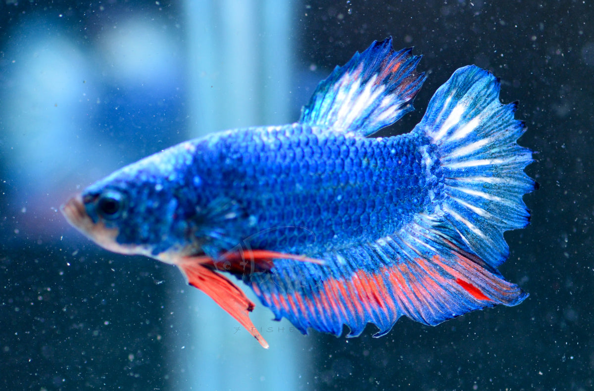Pastel Blue HMPK Male
