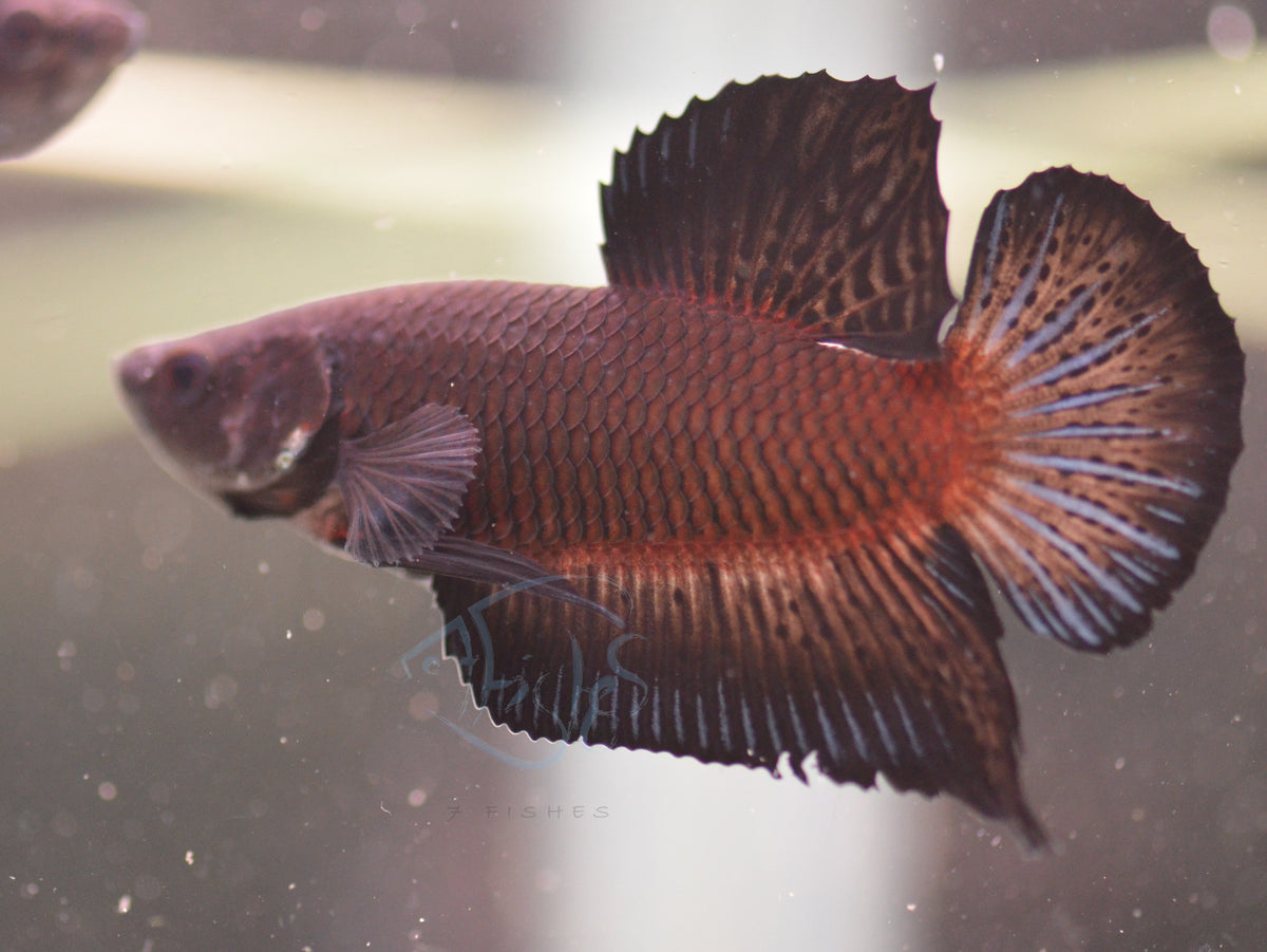 Black HMPK Male