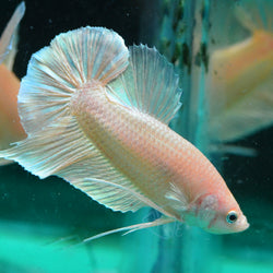 24K Gold HMPK Male