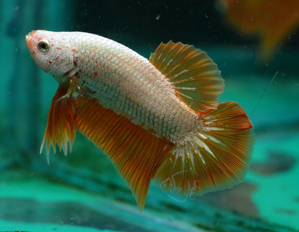 Yellow Dragon HMPK Male | Seven Fishes