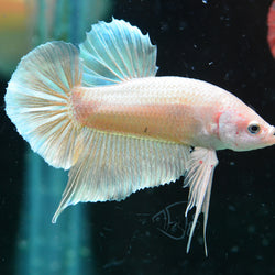 24K Gold HMPK Male