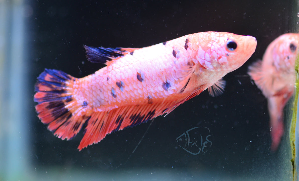 Giant Fancy Koi HMPK Female