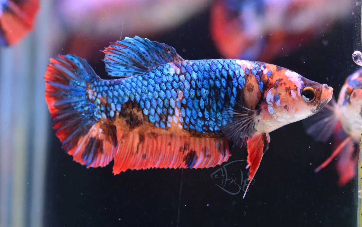 Giant Fancy HMPK Female