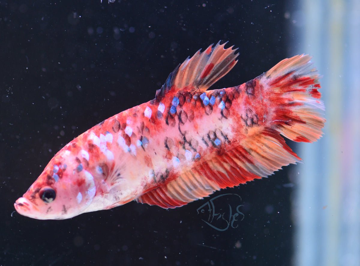 Giant Nemo HMPK Female