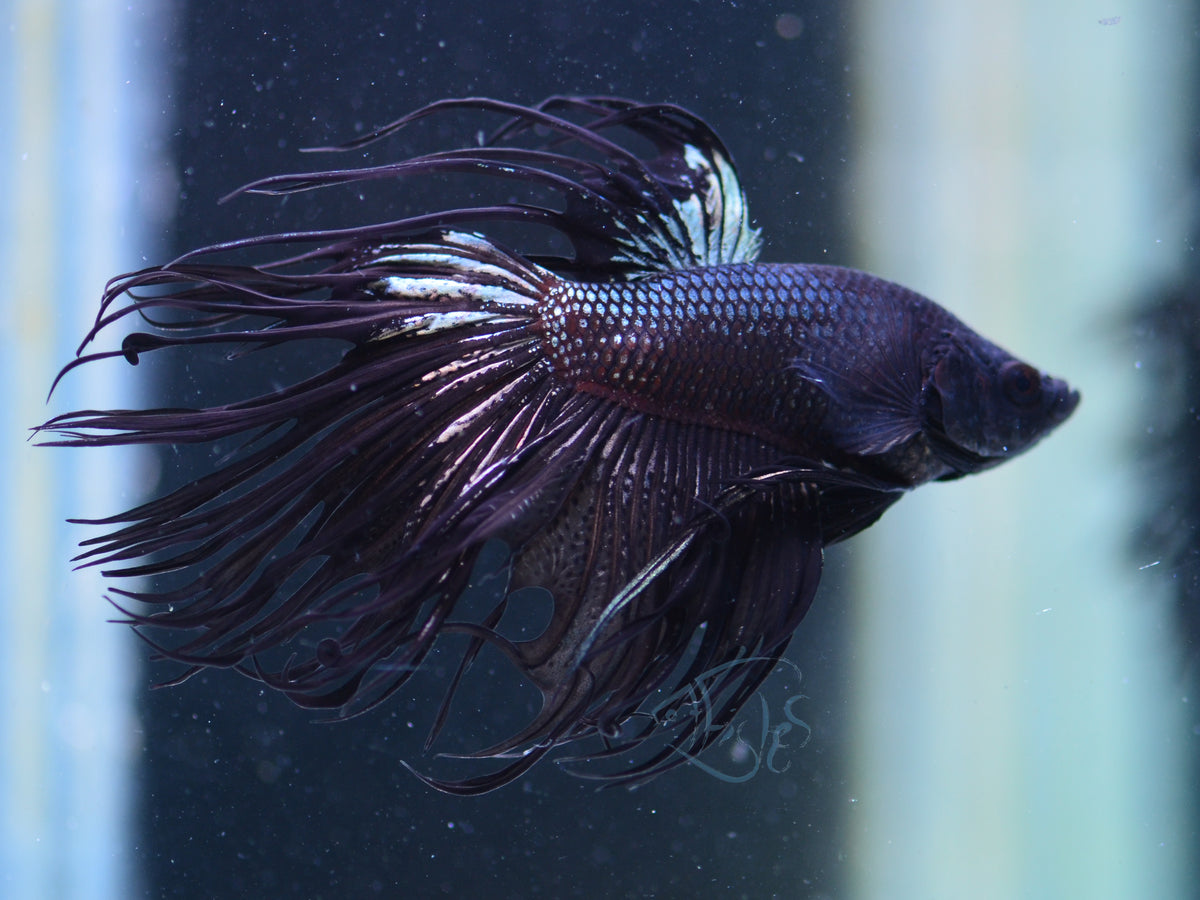 Black Crowntail Male