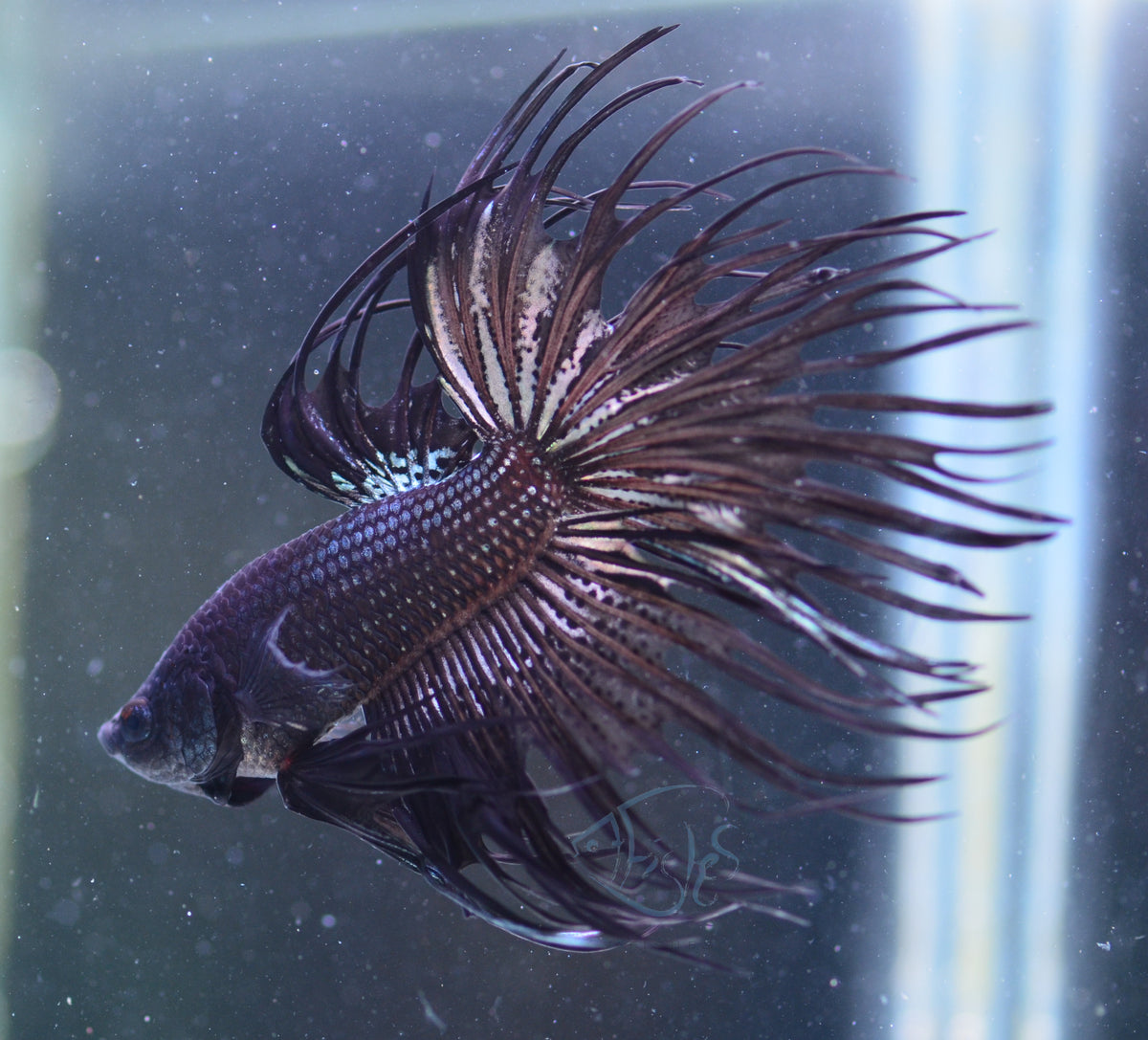 Black Crowntail Male