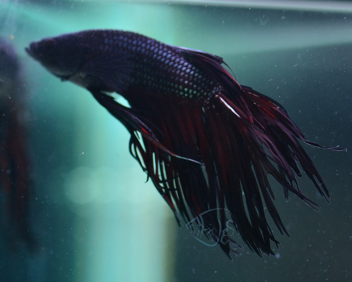 Black Crowntail Male