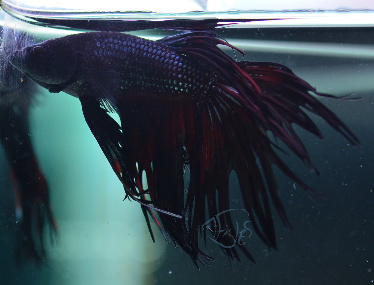 Black Crowntail Male