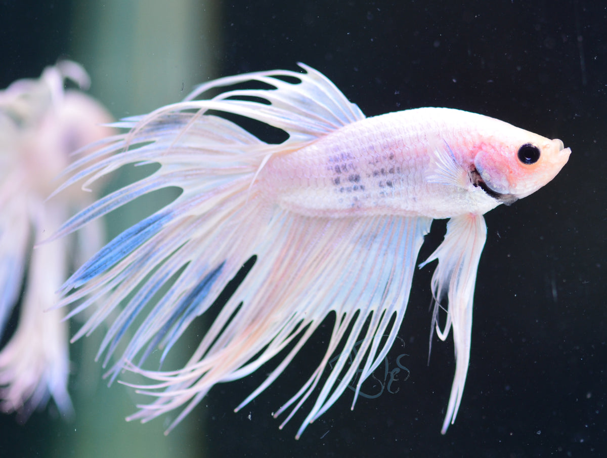 Platinum Crowntail Male