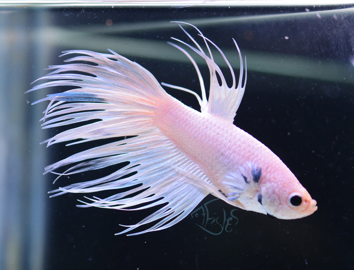 Platinum Crowntail Male