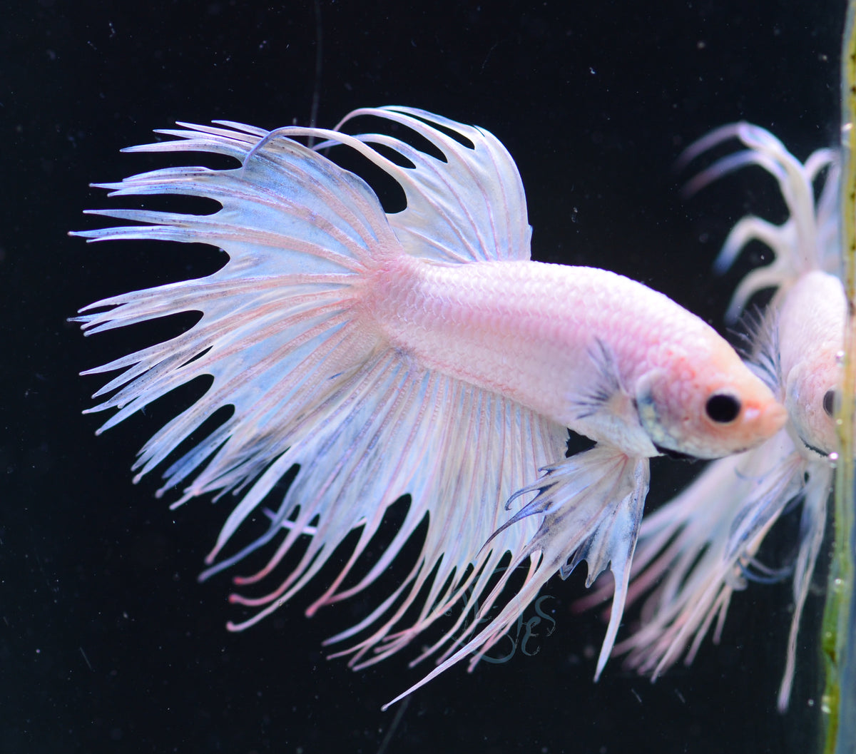 Platinum Crowntail Male