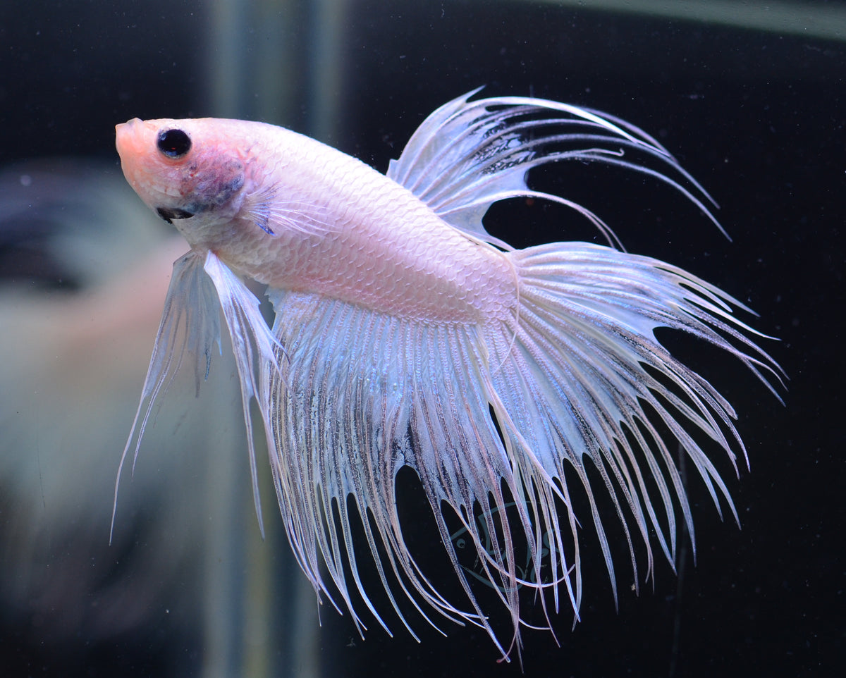 Platinum Crowntail Male