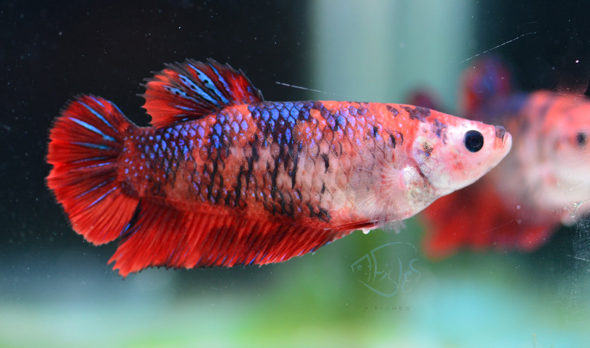 Giant Red Koi HMPK Female