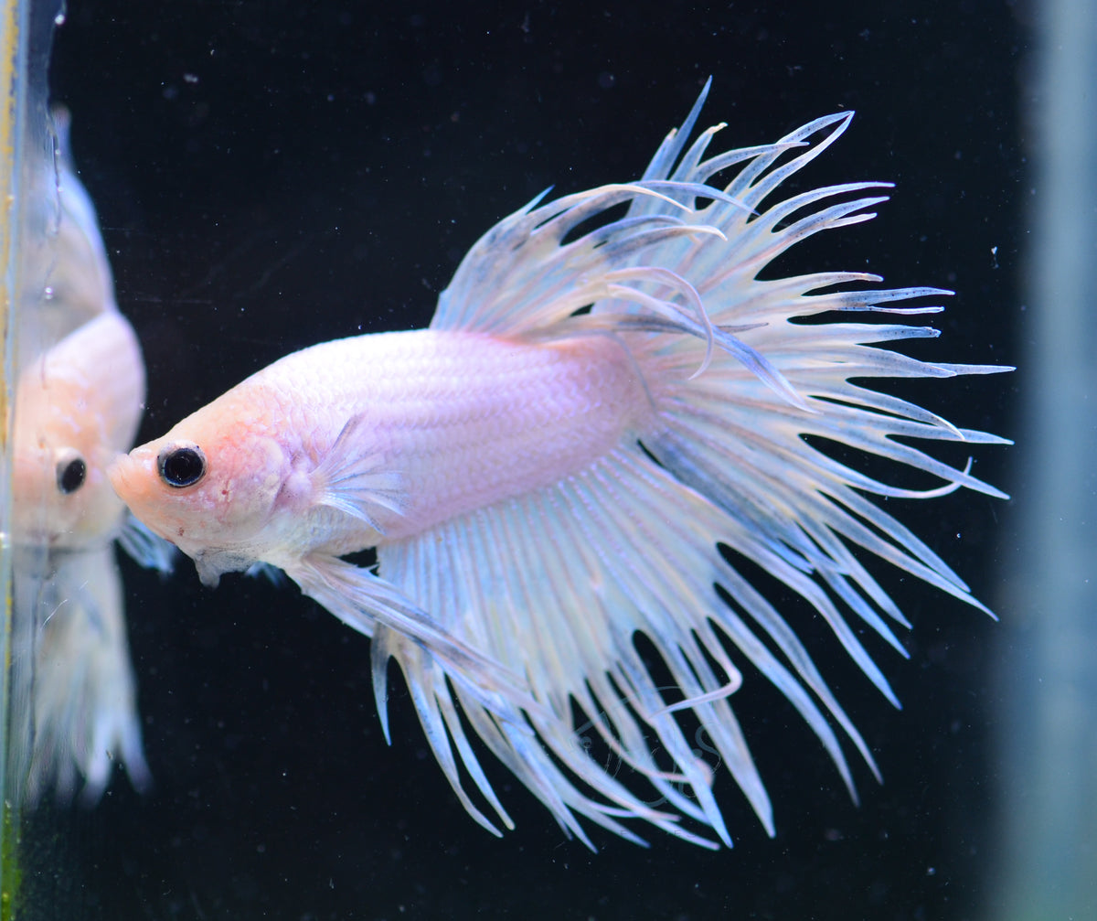 Platinum Crowntail Male