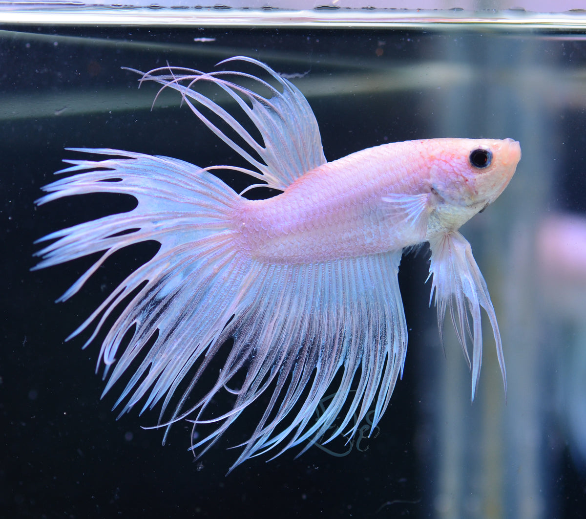 Platinum Crowntail Male