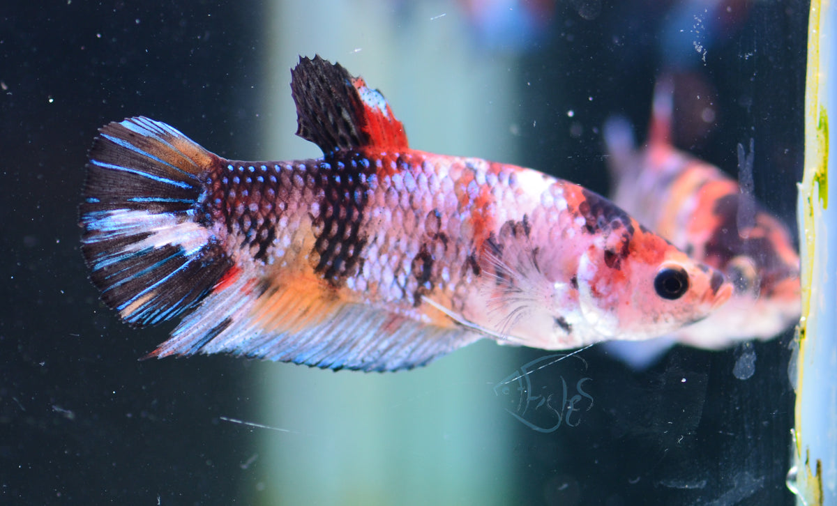 Giant Koi HMPK Female