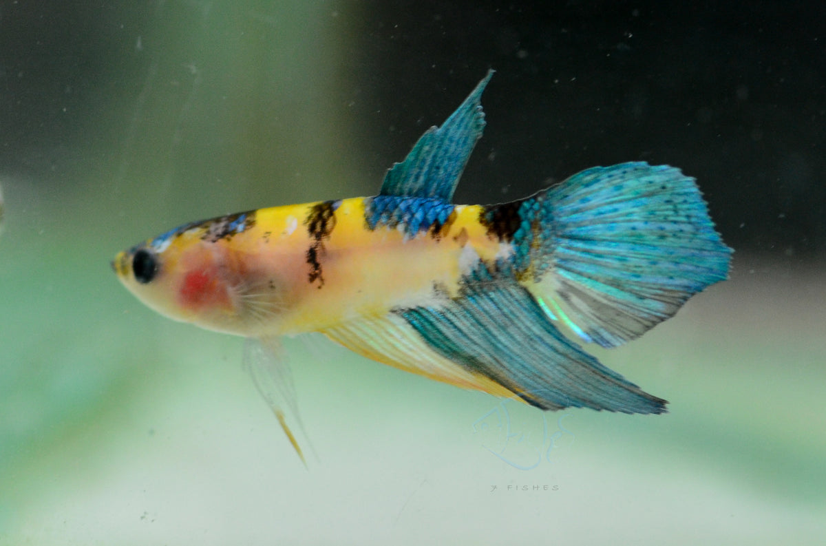 Yellow Galaxy Delta-tail Female