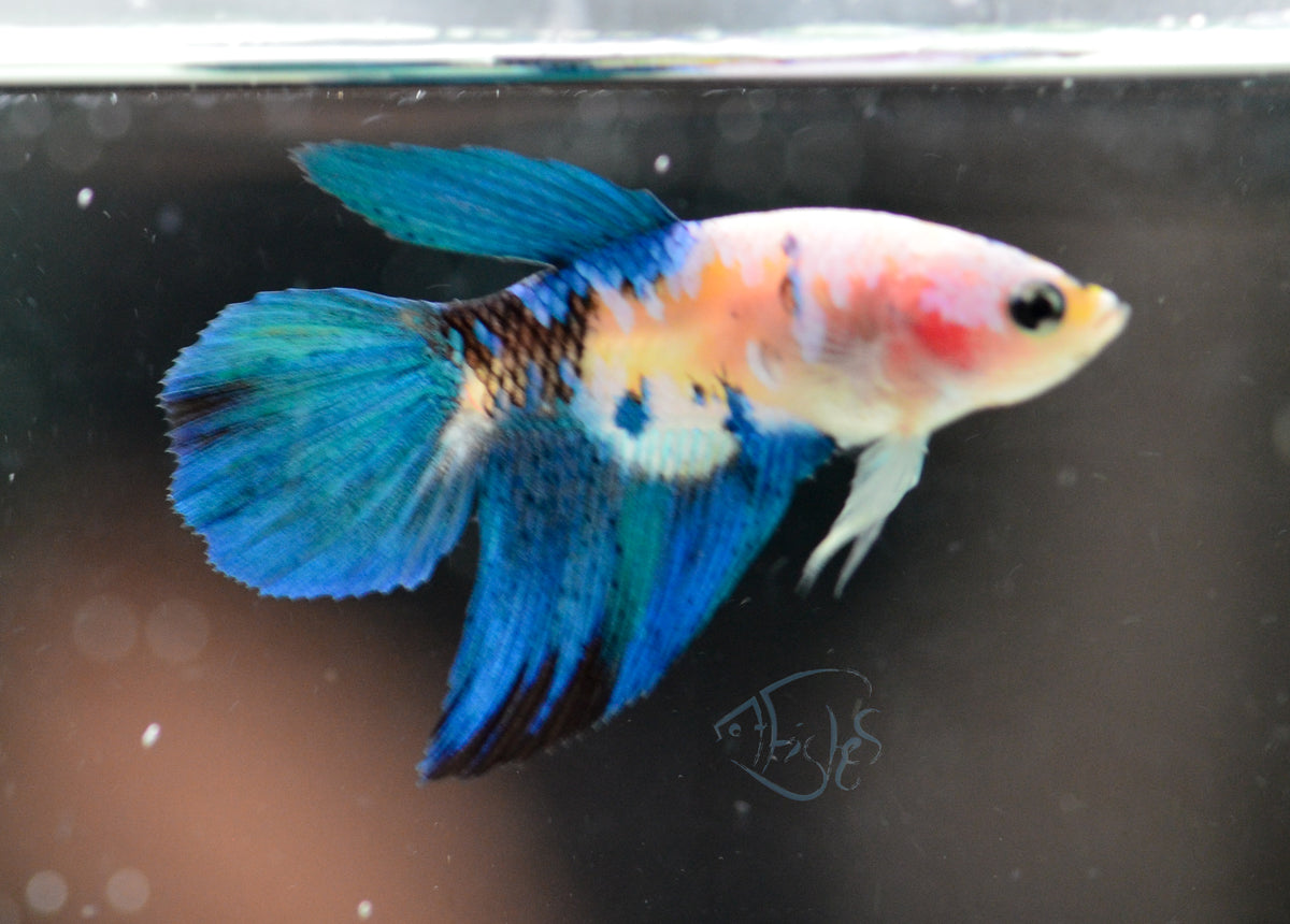 Yellow Galaxy Delta-tail Female