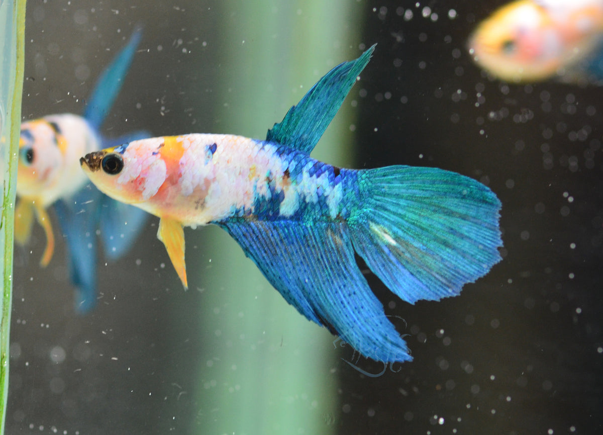 Yellow Galaxy Delta-tail Female