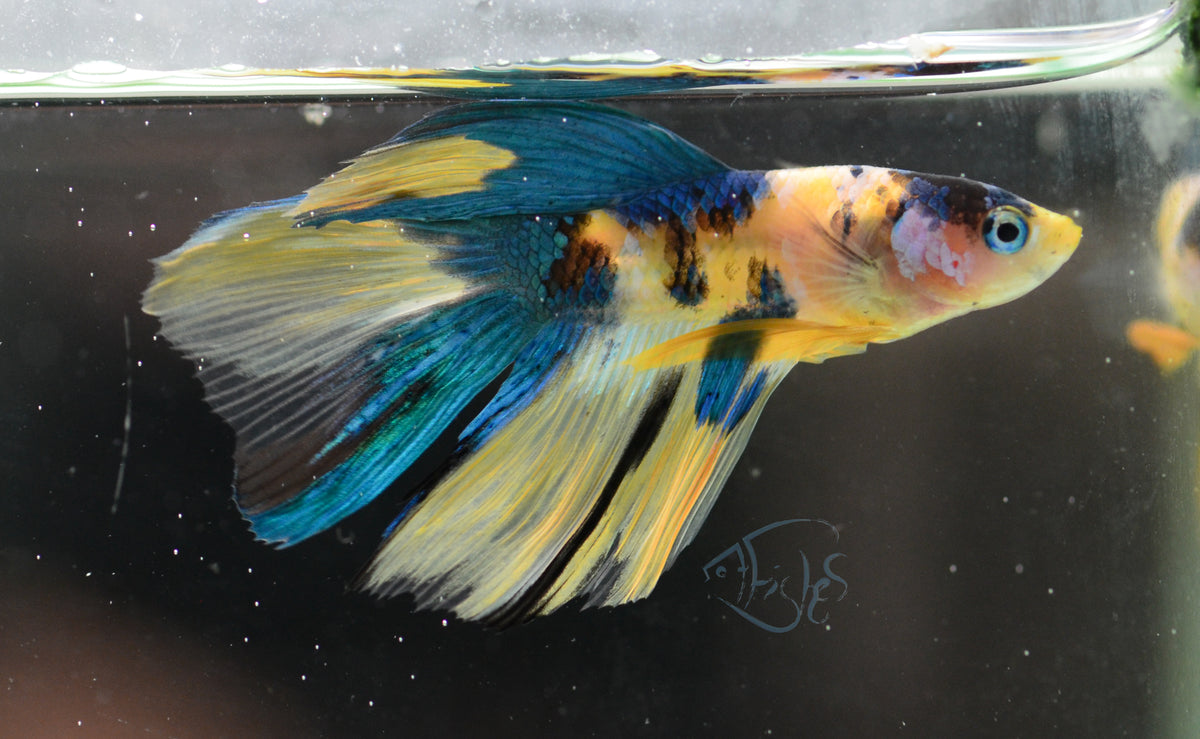 Yellow Galaxy Delta-tail Male