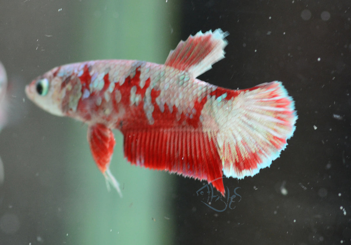 Red Snow Galaxy HMPK Female