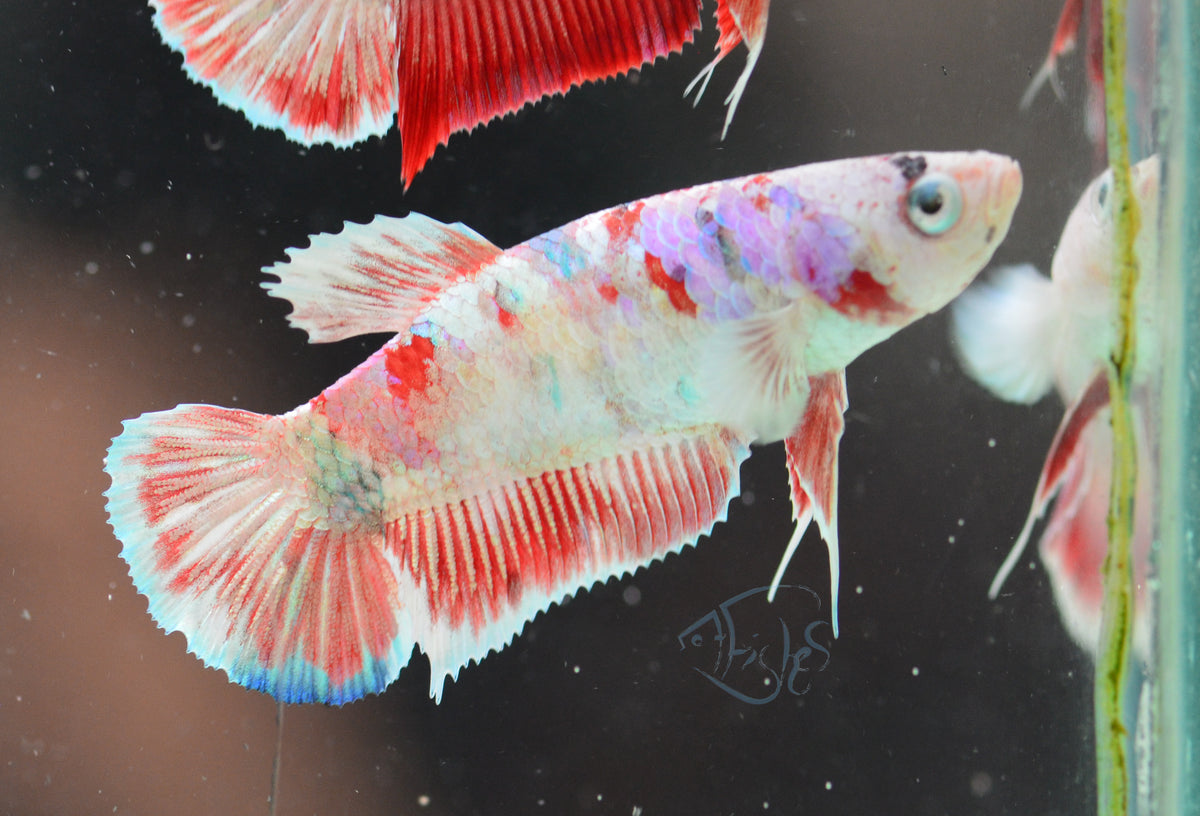 Red Snow Galaxy HMPK Female