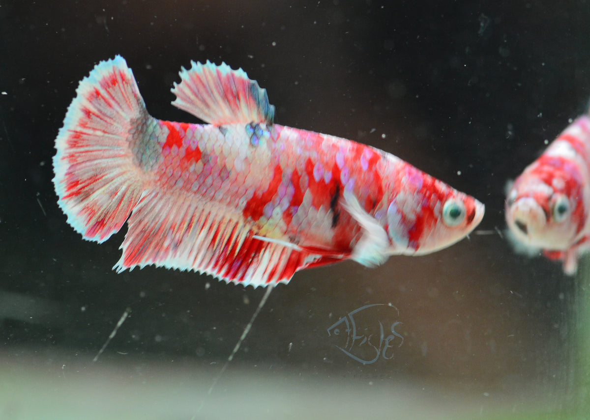 Red Snow Galaxy HMPK Female