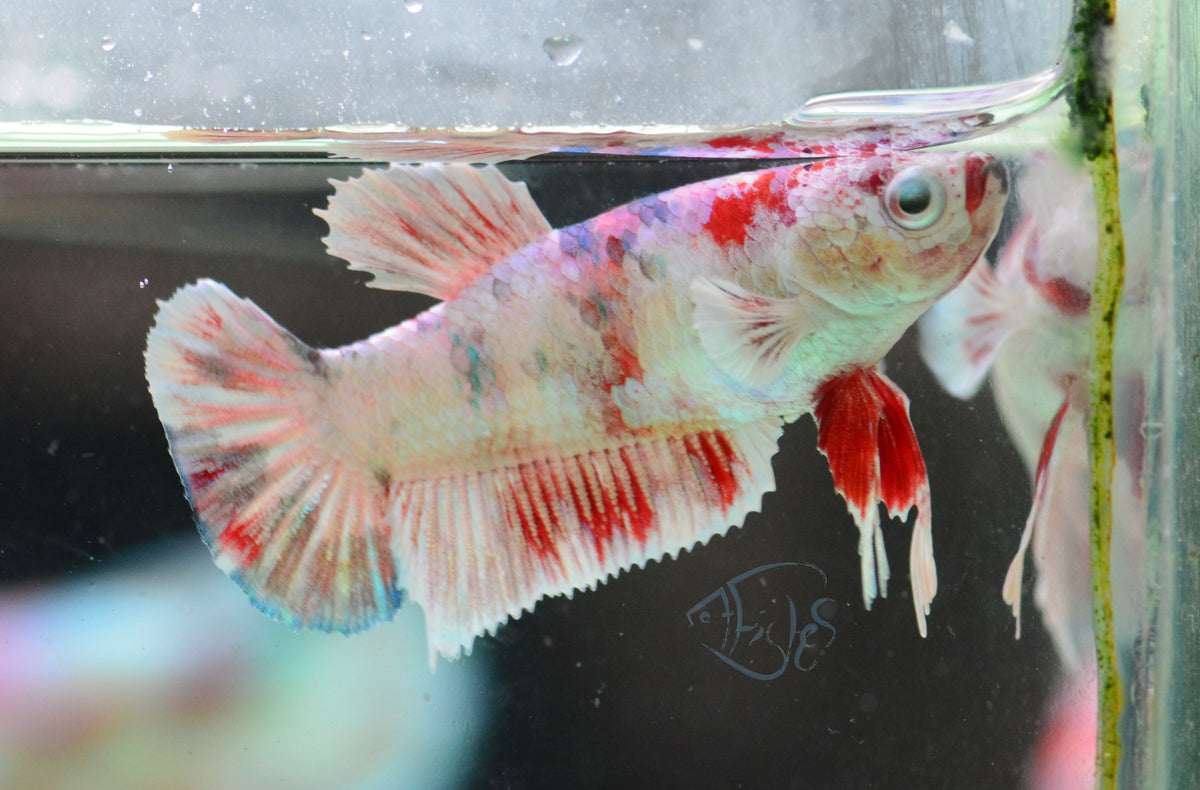 Red Snow Galaxy HMPK Female