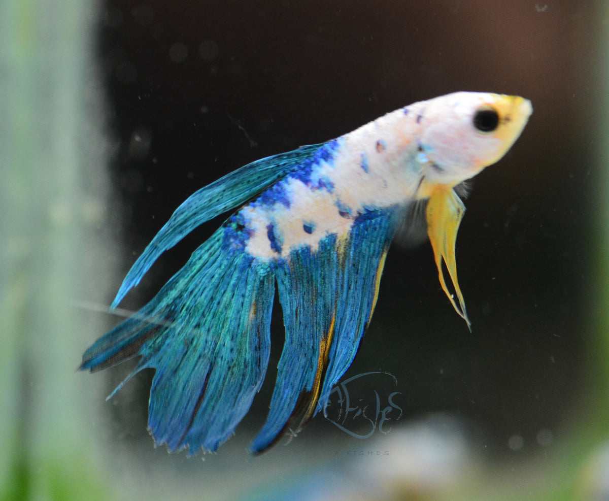 Yellow Galaxy Delta-tail Male