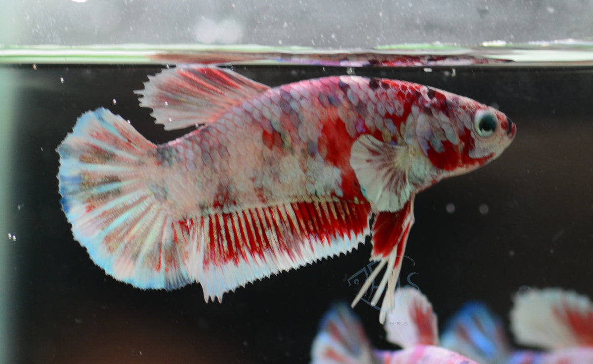 Red Snow Galaxy HMPK Female