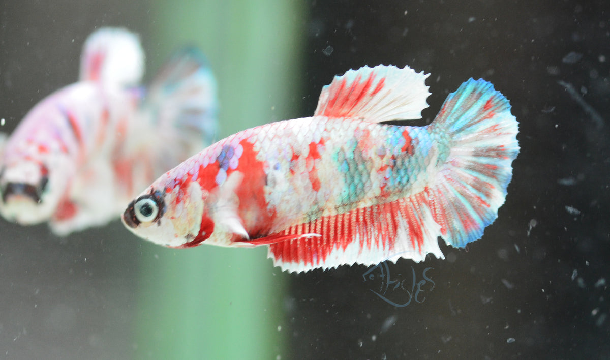 Red Snow Galaxy HMPK Female