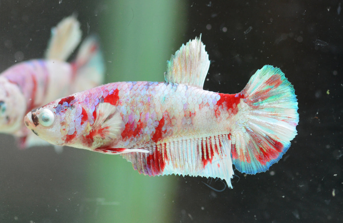 Red Snow Galaxy HMPK Female