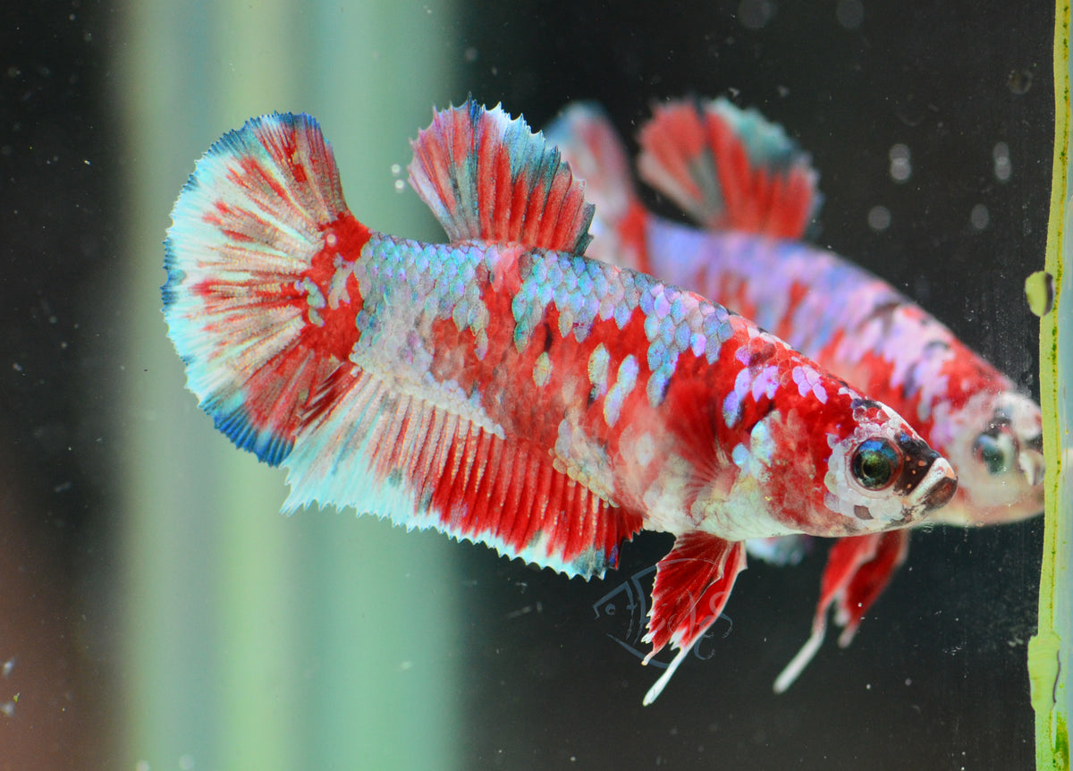 Red Snow Galaxy HMPK Female