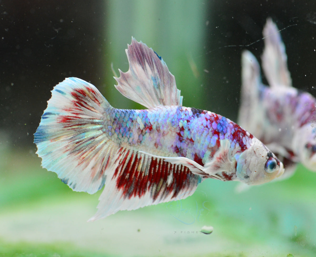 Red Snow Galaxy HMPK Male